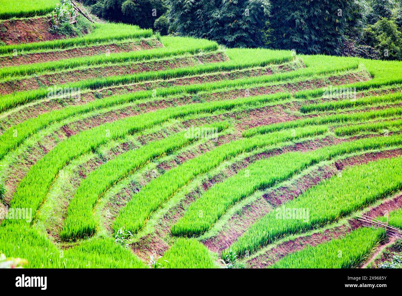 Reisfelder in Sa Pa, Lao Cai, Vietnam, Indochina, Südostasien, Asien Stockfoto