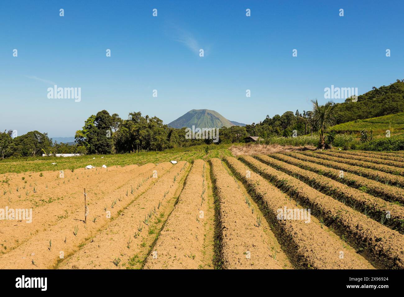 Fruchtbare vulkanische Bodenfelder mit dem Mount Lokon Peak, einem aktiven Stratovulkan außerhalb von Tomohon City, Gunung Lokon, Tomohon, North Sulawesi Stockfoto