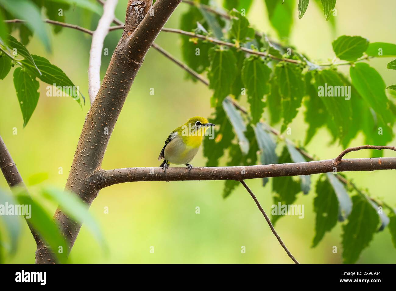 Zosterops japonicus (japanisches oder Bergweißauge), ein kleiner Passerinvogel mit olivfarbener und gelber Färbung, Gunung Lokon Stockfoto