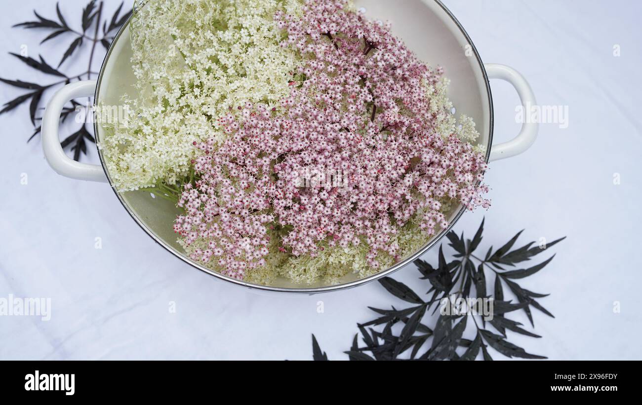 Weiße und rosafarbene Holunderblüten in einem weißen Küchensieb. Ältere Blätter, Gartenrosen. Stockfoto