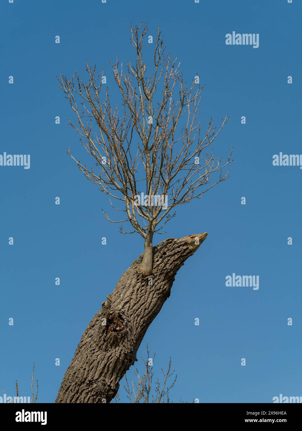 Neues Wachstum, das aus einem aufgerissenen Baumstamm hervorgeht und den Baumstamm gegen den blauen Himmel umschiebt Stockfoto