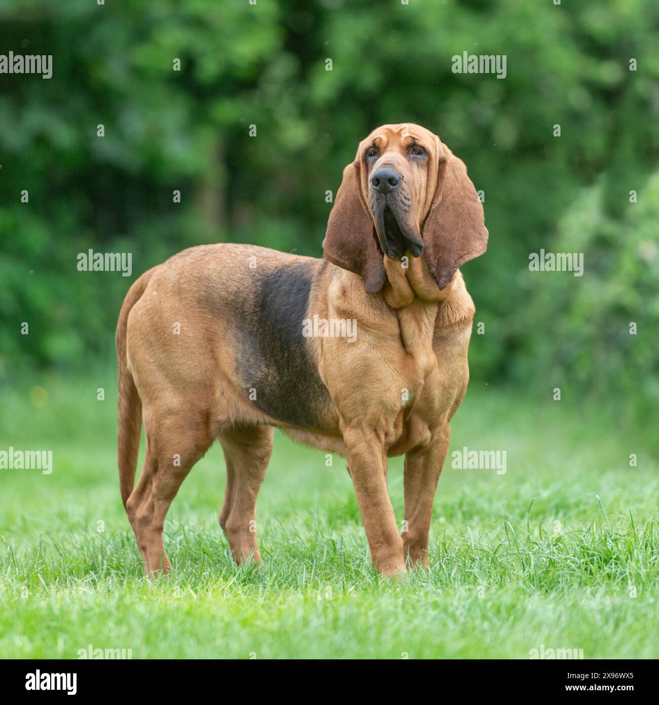 Bloodhound Stockfoto