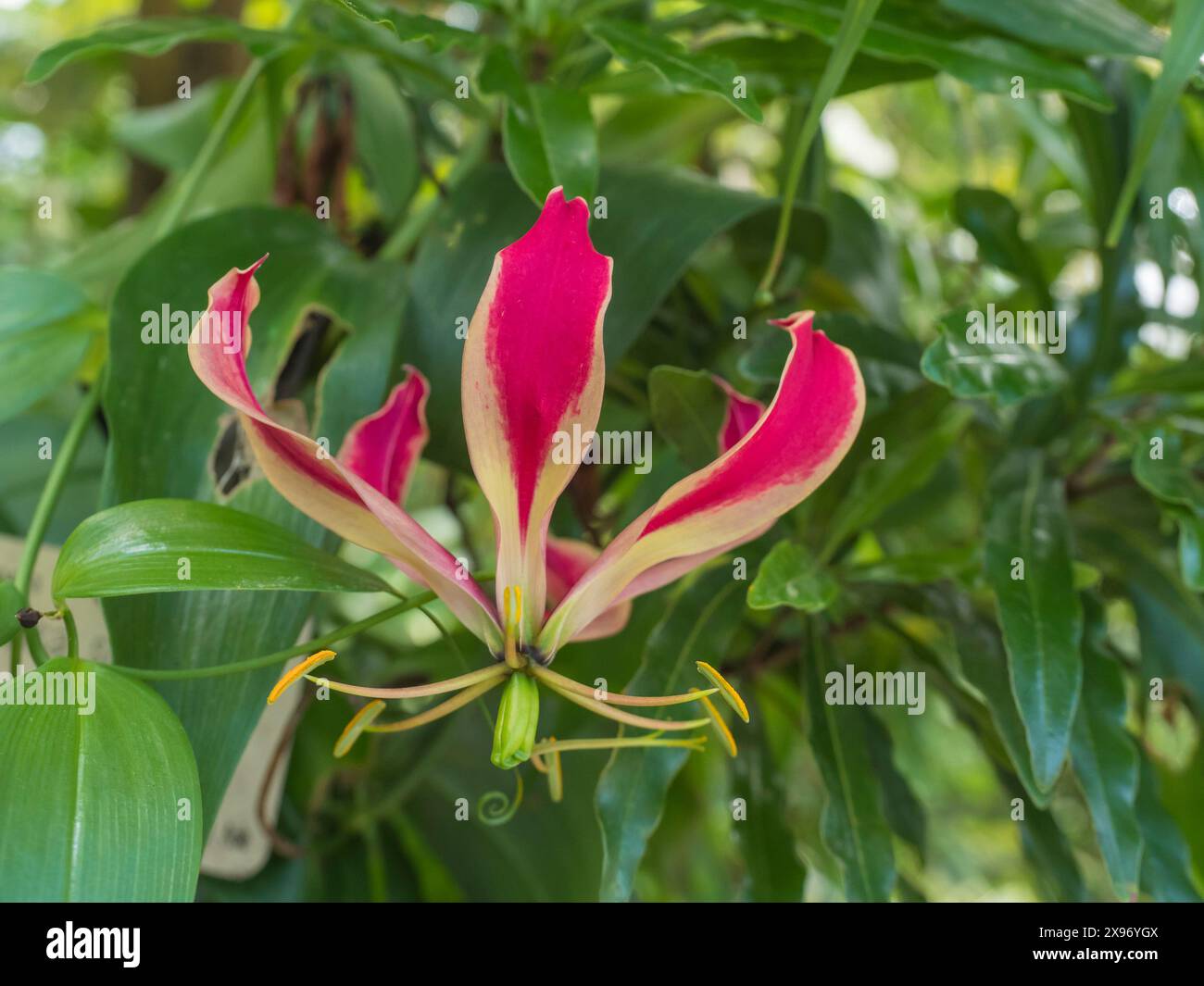 Close Up Gloriosa Superba oder Climbing Lily, rote und gelbe Kletterblume, die in Südafrika und Südostasien beheimatet ist, sind alle Teile der Pflanze ausgestorben Stockfoto
