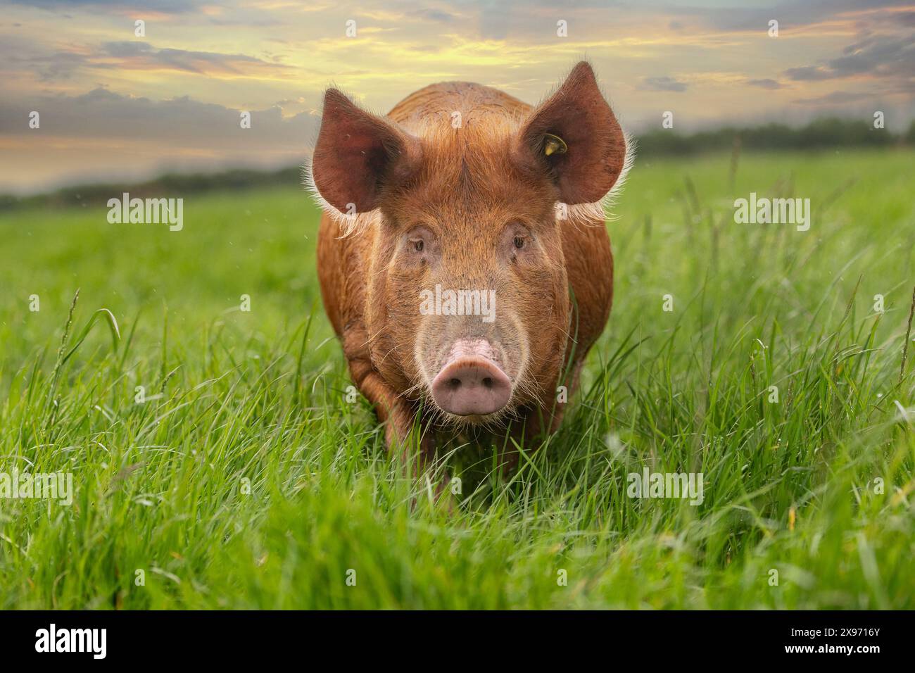 Tamworth-Schwein Stockfoto