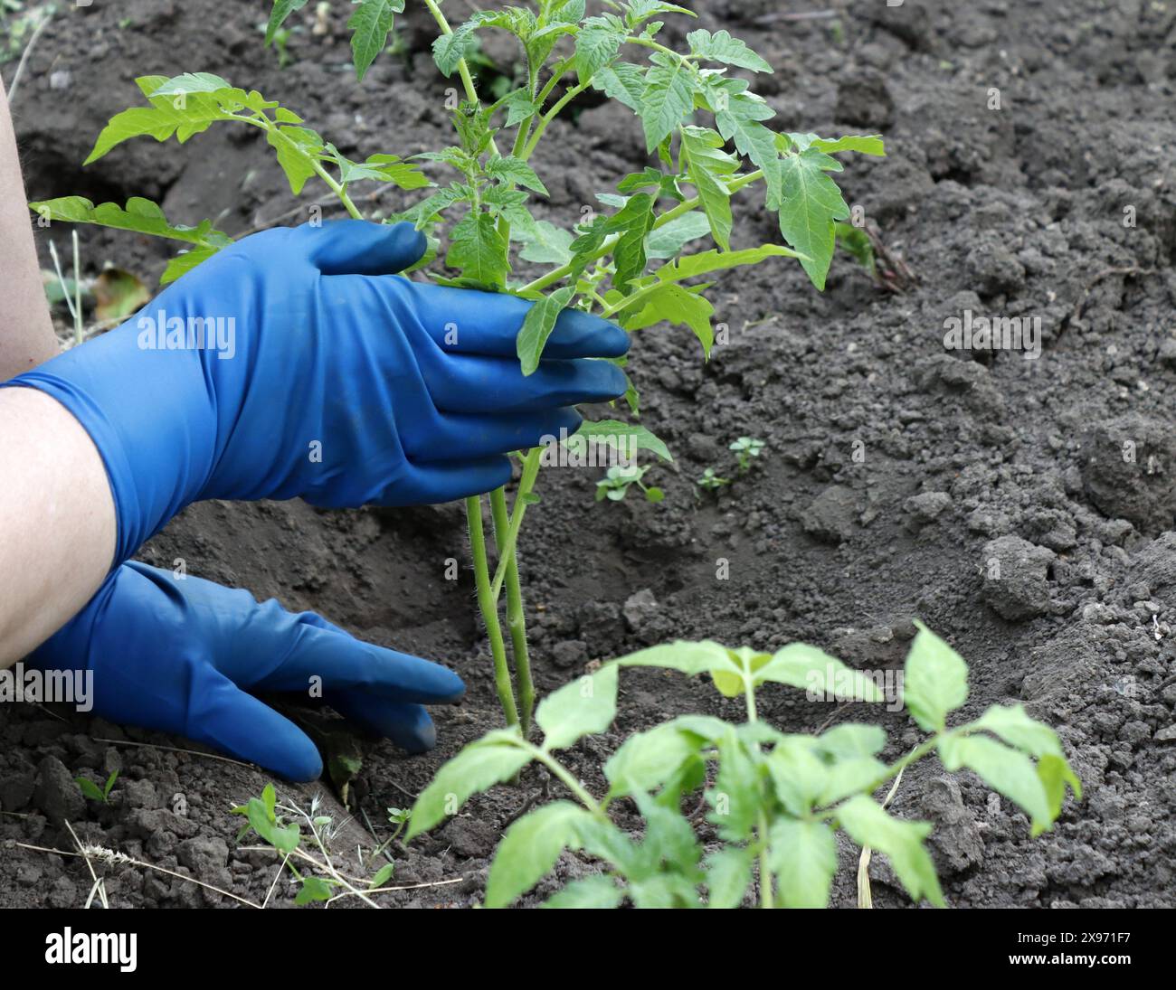 Grüne Sprossen von Tomatensämlingen werden im Freien in den Boden gepflanzt. Stockfoto