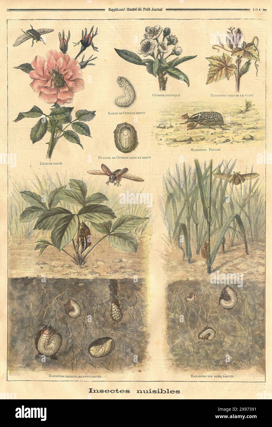 'Insectes nuisibles' - Auszug aus 'Le Petit Journal' - französisches Illustrationsmagazin - dieses Bild zeigt verschiedene schädliche Insekten und ihre Lebensstadien, mit Abbildungen der Insekten, Larven und der Schäden, die sie Pflanzen verursachen. Die Abbildungen sind detailliert, wobei der Schwerpunkt auf der wissenschaftlichen Darstellung der Themen liegt. Stockfoto