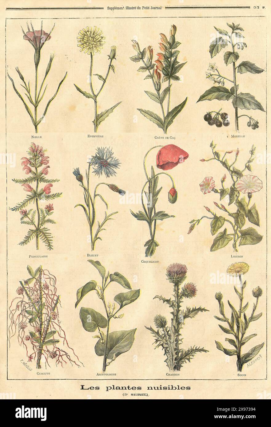 'Les plantes nuisibles (3e SERIE)' - Auszug aus 'Le Petit Journal' - französisches Illustrationsmagazin - das Bild zeigt eine Reihe verschiedener Pflanzen, die als schädlich oder als Unkraut bezeichnet werden, in botanischer Illustration, wobei jede Pflanze deutlich detailliert dargestellt wird und Merkmale hervorhebt, die bei der Identifizierung hilfreich wären. Stockfoto