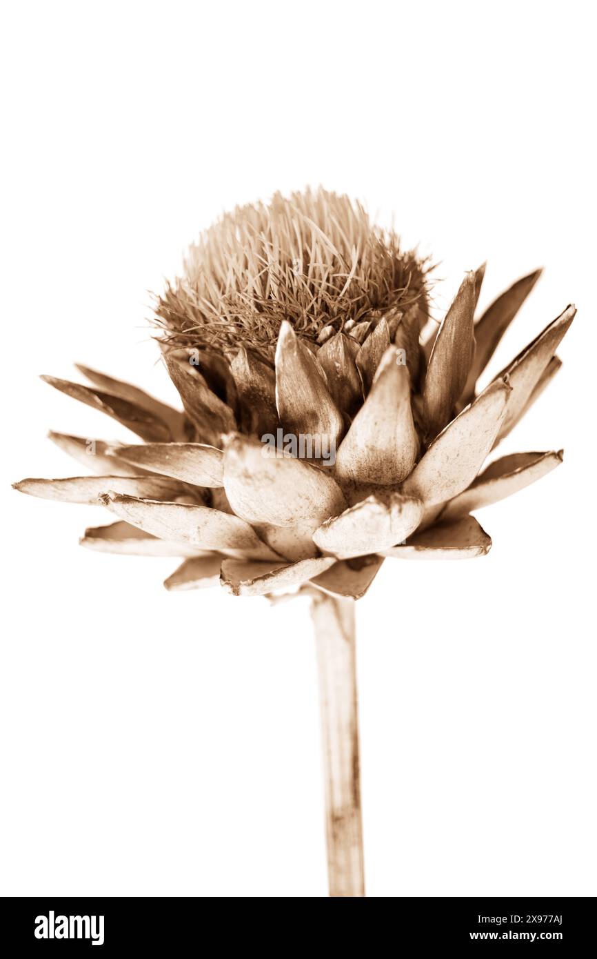 Einzelne Sepia getrocknete Artischockenblüte auf weißem Hintergrund, botanisches Foto von der Seite Stockfoto