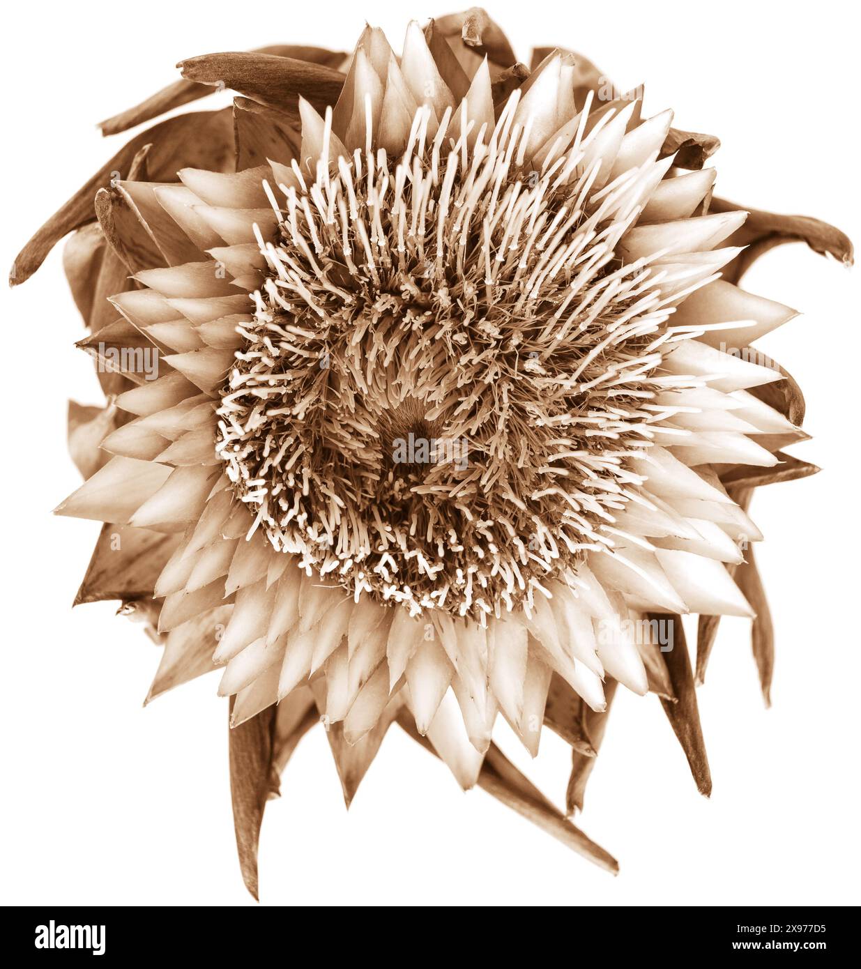 Einzelne Sepia getrocknete isolierte Artischockenpflanze Blume auf weißem Hintergrund, Nahaufnahme botanisches Foto von oben Stockfoto