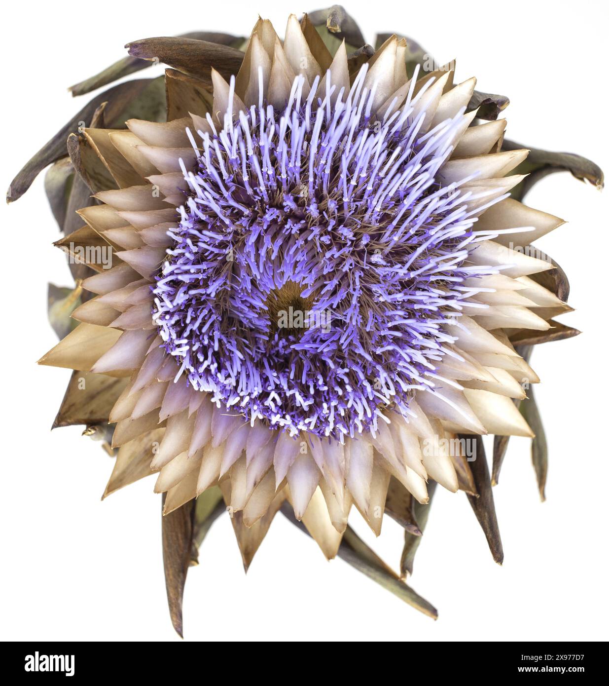 Draufsicht einer einzelnen getrockneten violetten Artischockenblüte auf weißem Hintergrund, botanisches Foto von der Seite aus Nahaufnahme Stockfoto