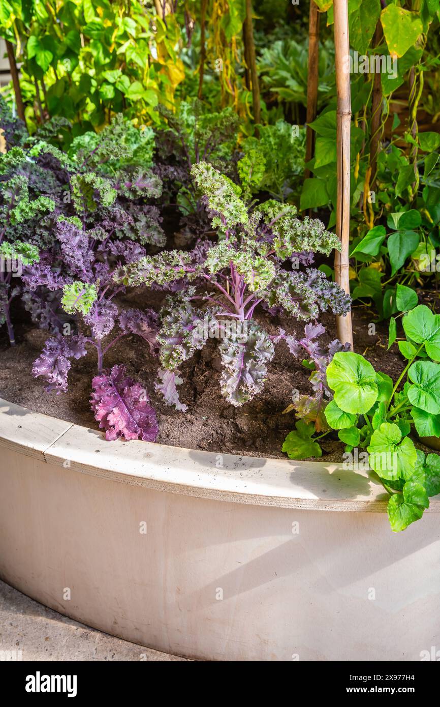 Verschiedene Palmenkohl im Hochbeet, Gemüsegarten (Brassica oleracea var. Sabellica), holpriger Blattkohl oder Grünkohl Stockfoto