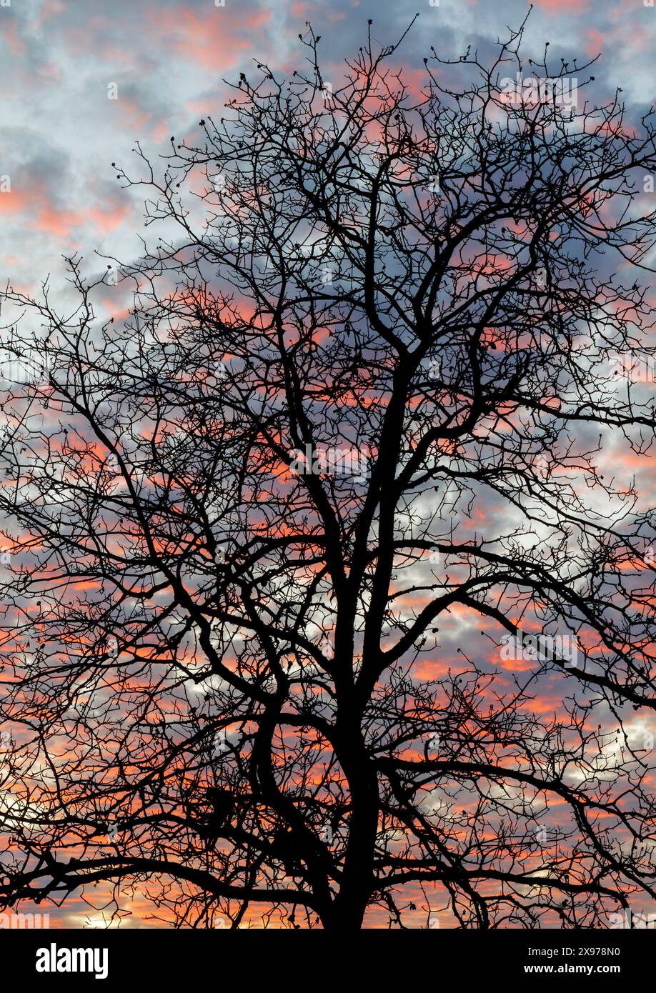 Wolkenbaum bei Sonnenuntergang Stockfoto