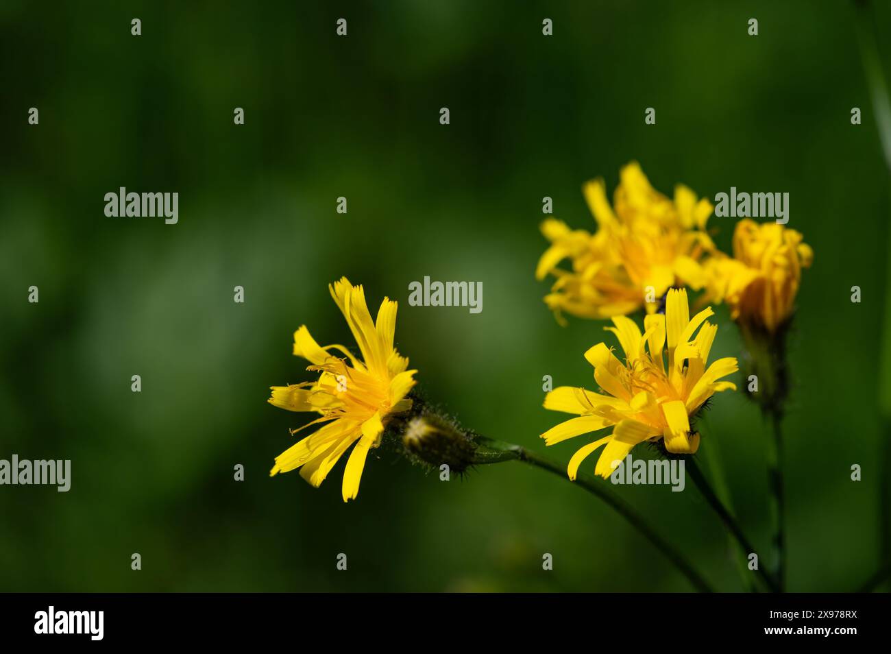 Marsh Falken Bart oder Crepis paludosa einzelne gelbe Wildblumen Nahaufnahme auf grünem Blatthintergrund Stockfoto