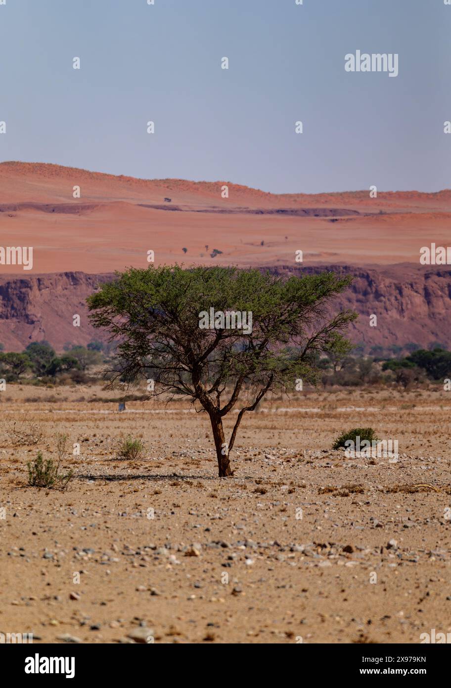 Landschaft der Namib-Wüste, die älteste Wüste der Welt, Namibia, Afrika Stockfoto