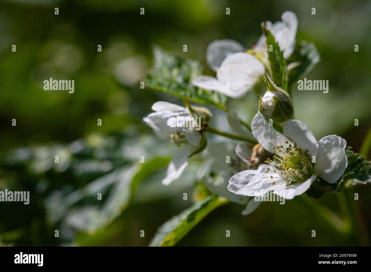 Blühende Brombeeren, Rubus sectio Rubus Litauen Stockfoto