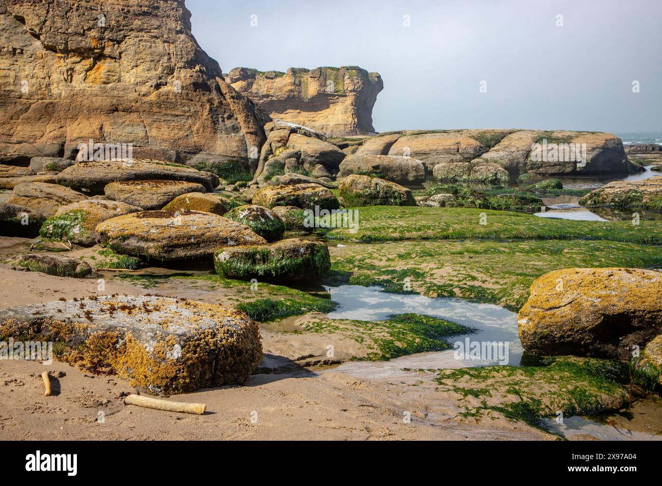 Die interessante Felsformation Devils Punchbowl ist ein State Natural Area in der Nähe von Newport und Otter Rock, Oregon, USA. Stockfoto