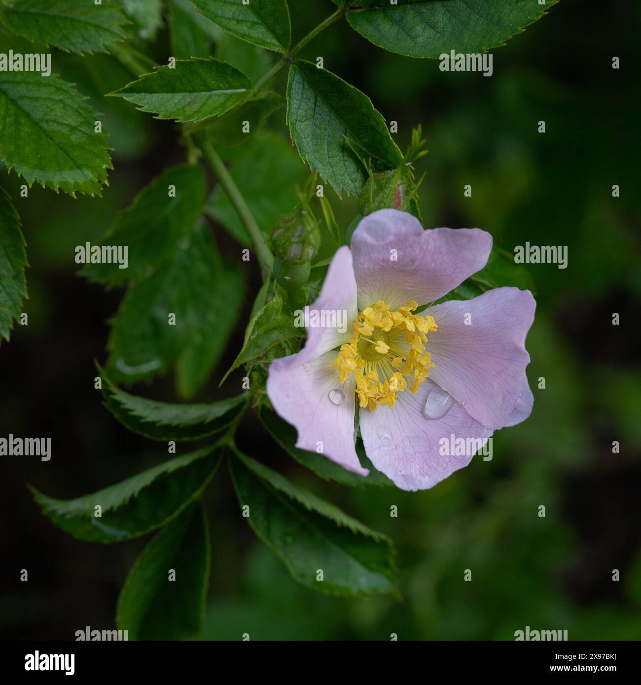 Eine Nahaufnahme einer einzigen Blume in der Blüte einer Hunderose, Rosa canina. Die Blütenblätter haben Wasserregentropfen auf sich. Das Foto hat Platz für Text Stockfoto