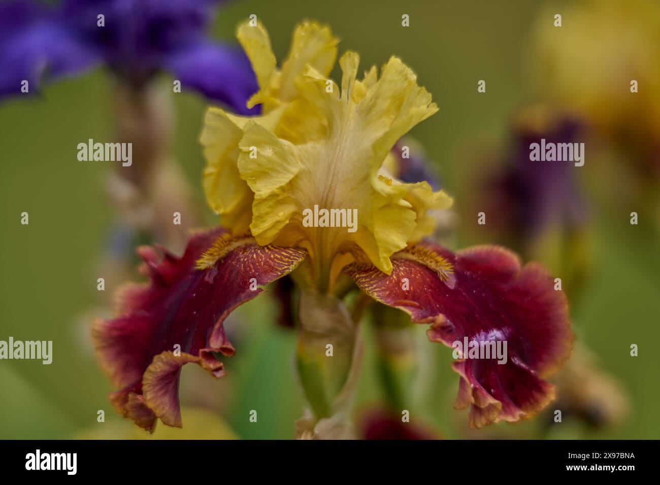Üppige Iris farbenfrohe Blume aus nächster Nähe Stockfoto