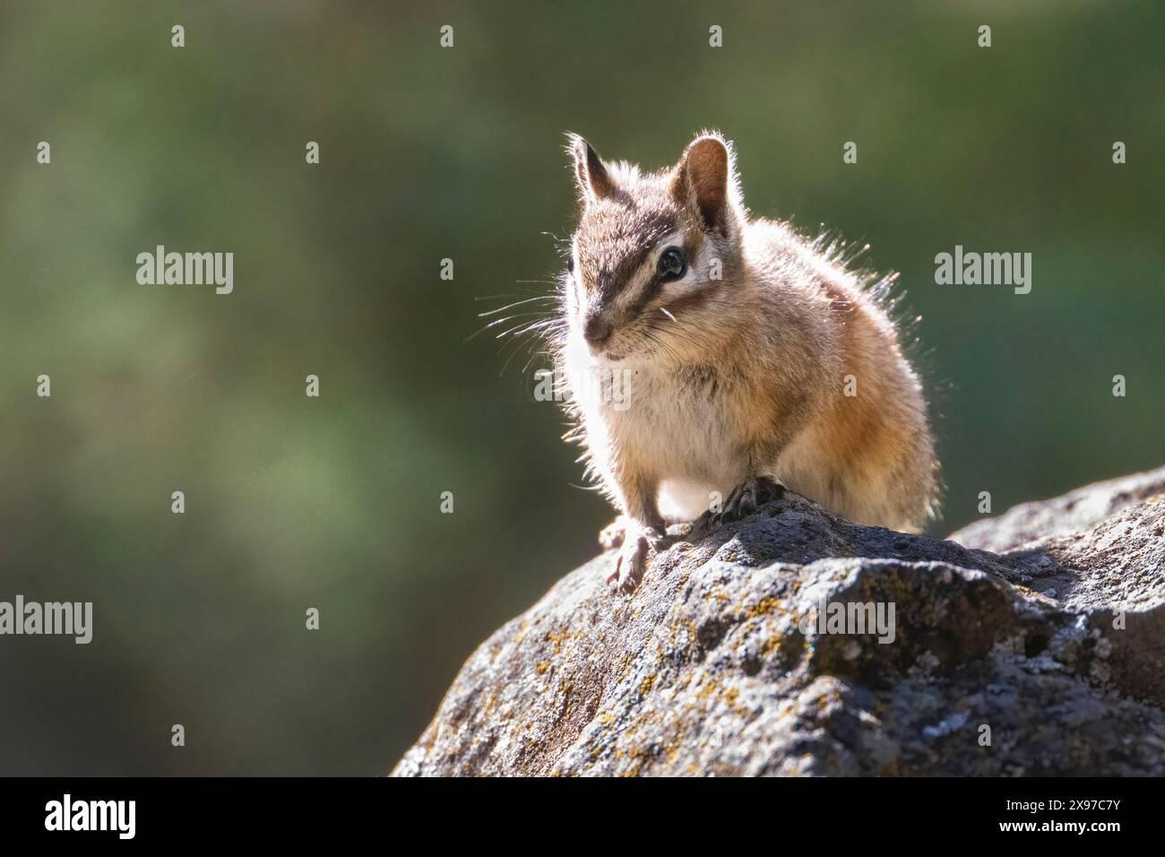 Ein geringes Spanmunk (Neotamias minimus) in der Hinterleuchtung auf einem Felsen. Fotografiert in Lassen County, Kalifornien, USA Stockfoto