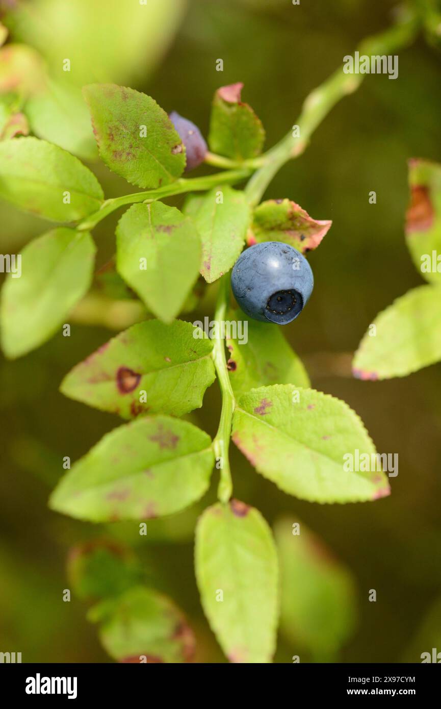 Nahaufnahme europäischer Heidelbeerfrüchte (Vaccinium myrtillus) in einem Wald im Frühjahr Stockfoto