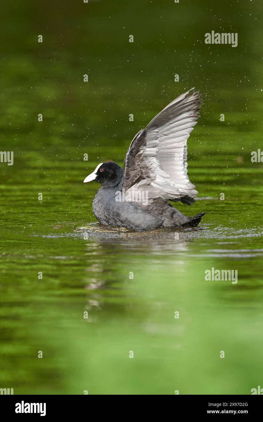 Nahaufnahme eines eurasischen Huhns (Fulica atra) auf einem kleinen See im Frühling Stockfoto