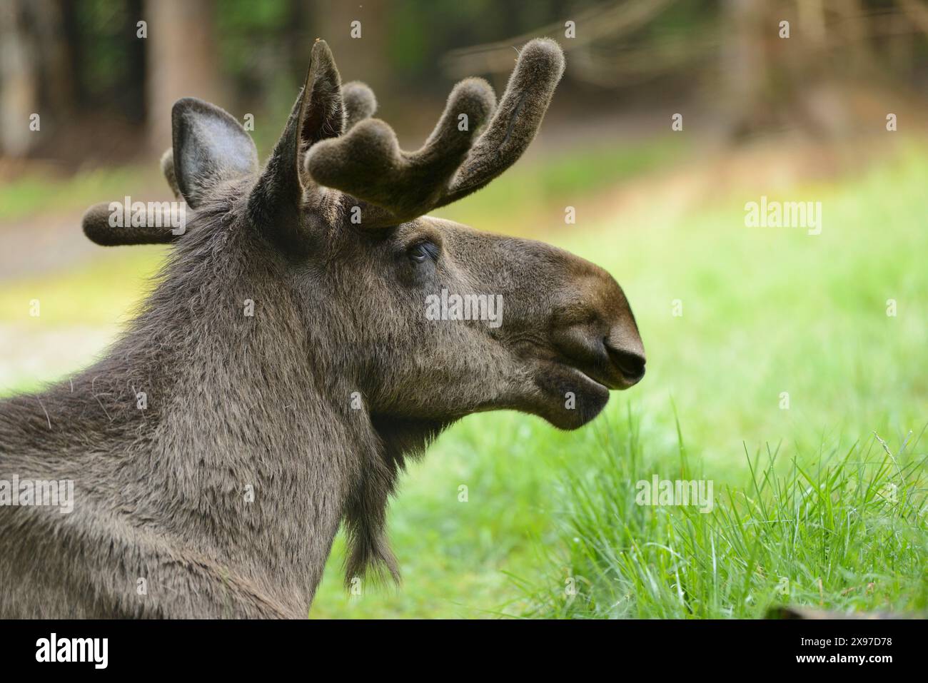 Porträt eines männlichen eurasischen Elchs (Alces alces) in einem Wald im Frühsommer, Nationalpark Bayerischer Wald, Deutschland Stockfoto