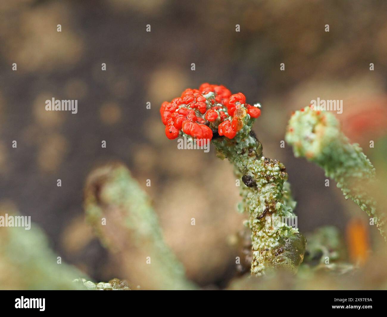 Makrobild der fantastischen roten Fruchtkörper von Cladonia cristatella – britische Soldaten Flechten auf grauen Rüschenstielen Cumbria, England, Großbritannien Stockfoto