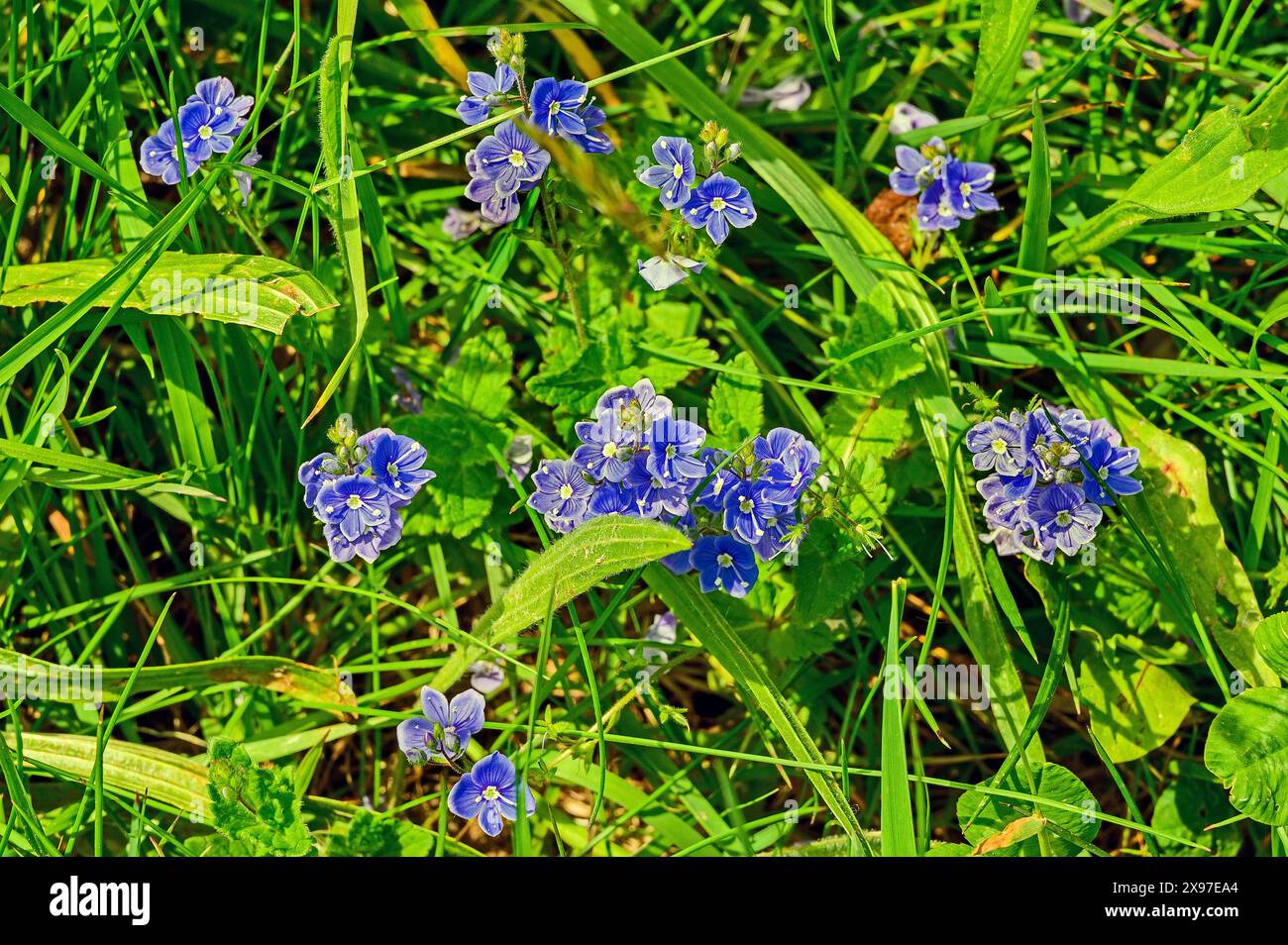 Wiese mit speedwell (Veronica), Allgaeu, Bayern, Deutschland Stockfoto