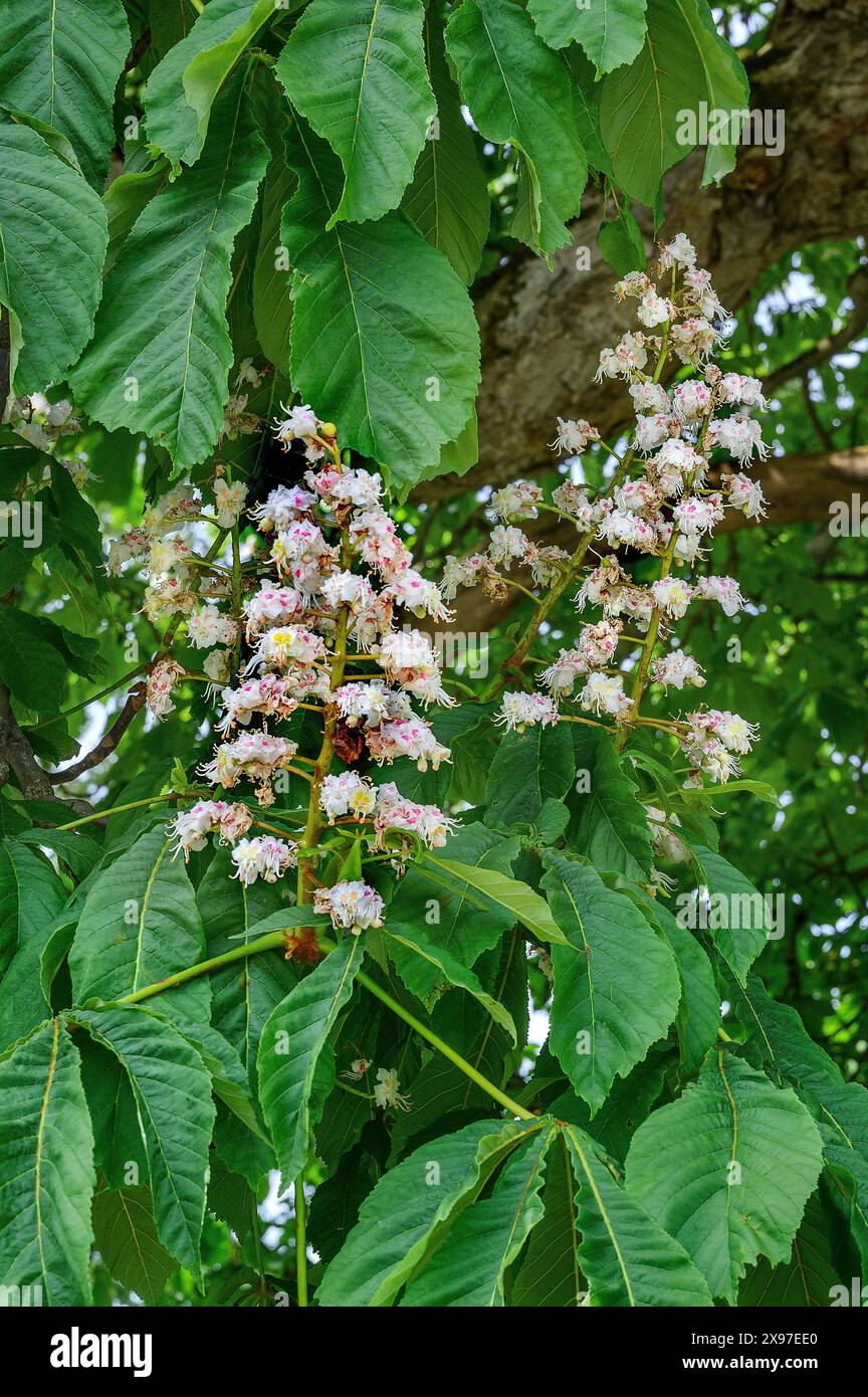 Frühling, Blüten der gemeinen Rosskastanie (Aesculus hippocastanum), Allgaeu, Bayern, Deutschland Stockfoto