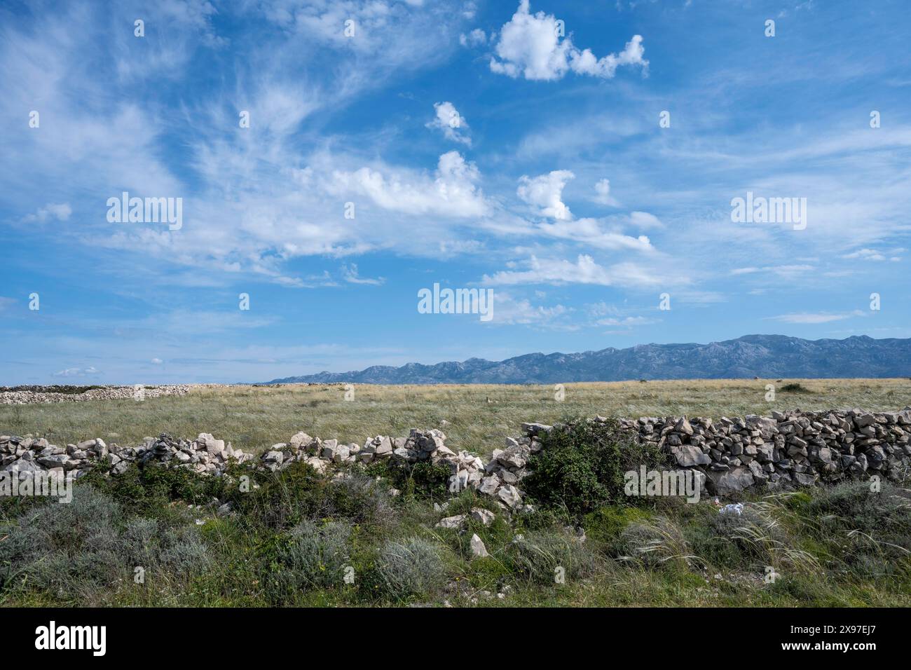 Vogelschutzgebiet Veliko Blato, Insel Pag, Zadar, Dalmatien, Kroatien Stockfoto