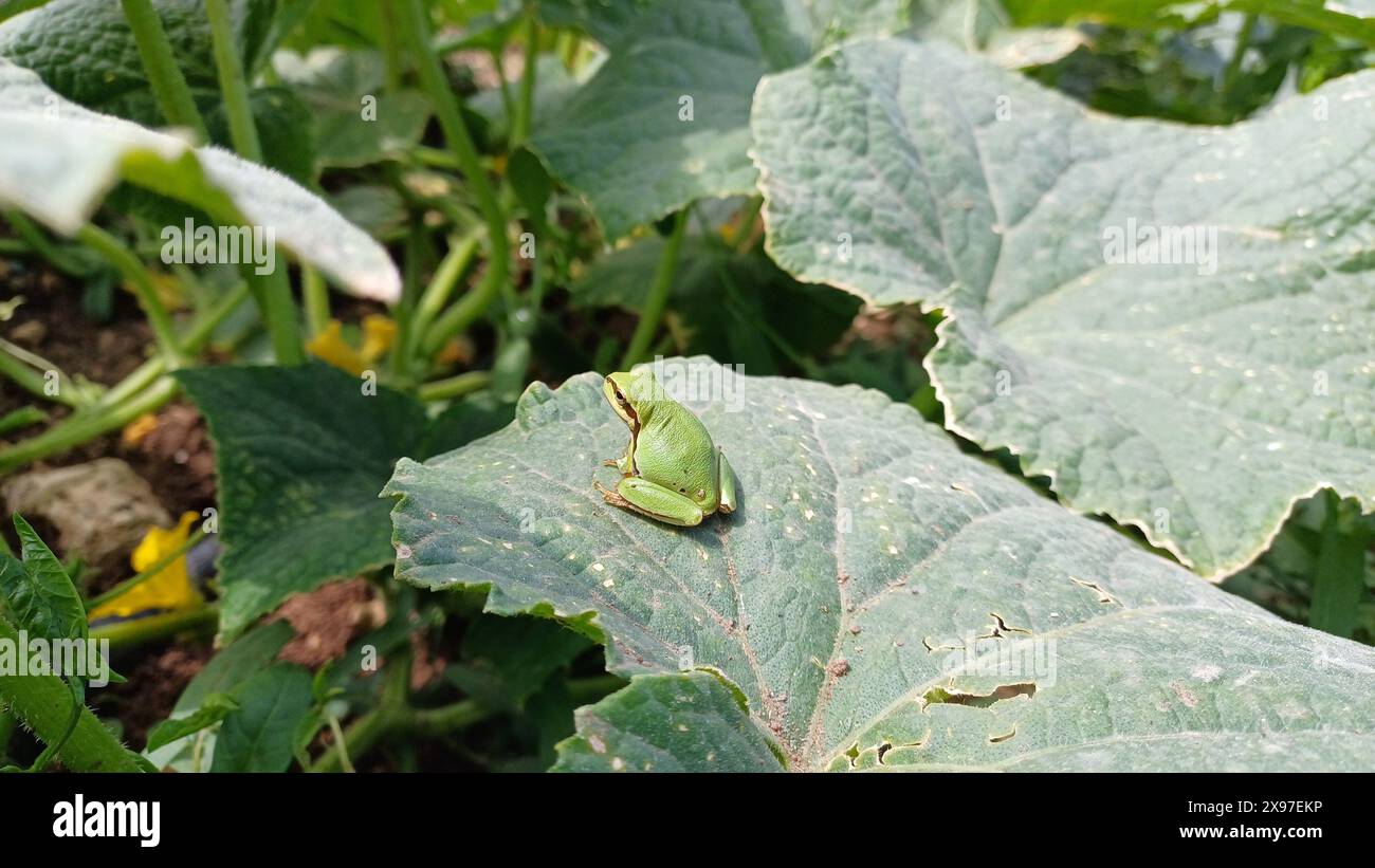 Europäischer Baumfrosch, Hyla arborea, sitzt auf grünem Blatt mit klarem grünem Hintergrund. Schöne grüne Amphibie in der Natur. Stockfoto
