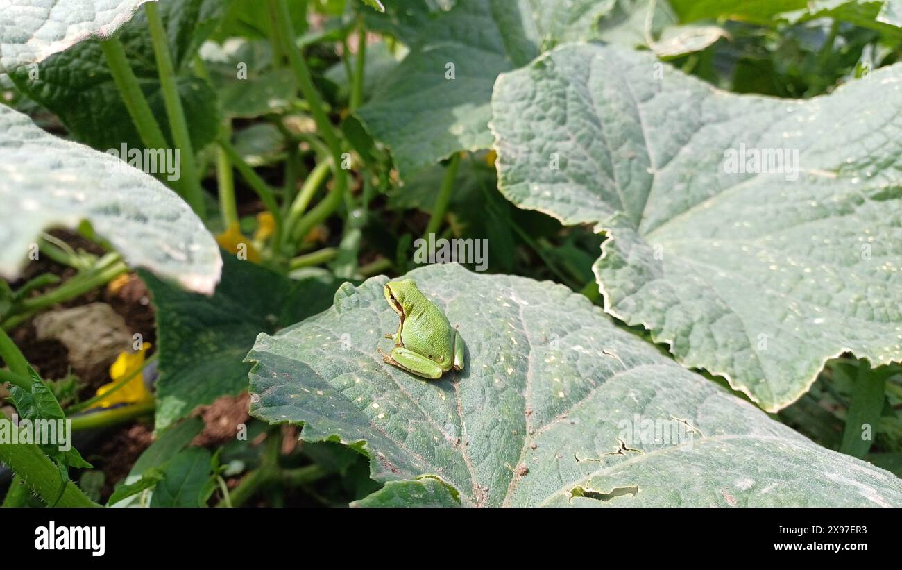 Europäischer Baumfrosch, Hyla arborea, sitzt auf grünem Blatt mit klarem grünem Hintergrund. Schöne grüne Amphibie in der Natur. Stockfoto
