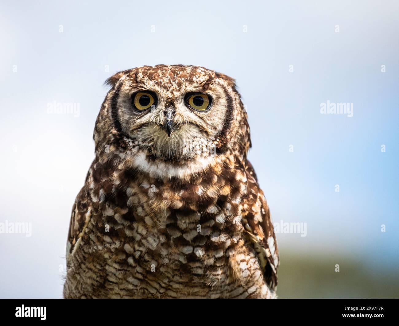 Eulen im Suffolk Owl Sanctuary in Suffolk. UK Stockfoto