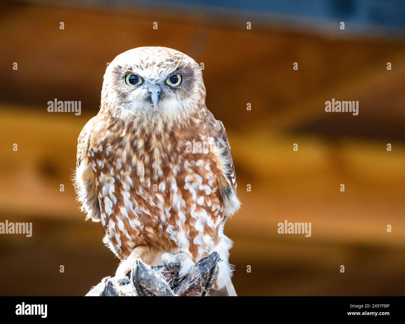 Eulen im Suffolk Owl Sanctuary in Suffolk. UK Stockfoto