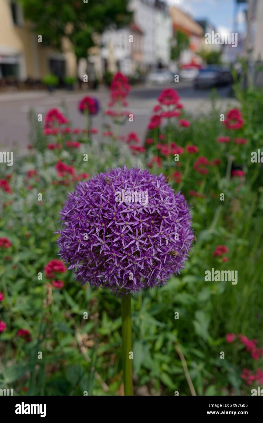 Blumeninsel am Straßenrand, allium, Zierlachs, Lauch, Blumen, blühender Streifen, blühender Bereich, Grünflächen, Artenvielfalt, Biodiversität Stockfoto