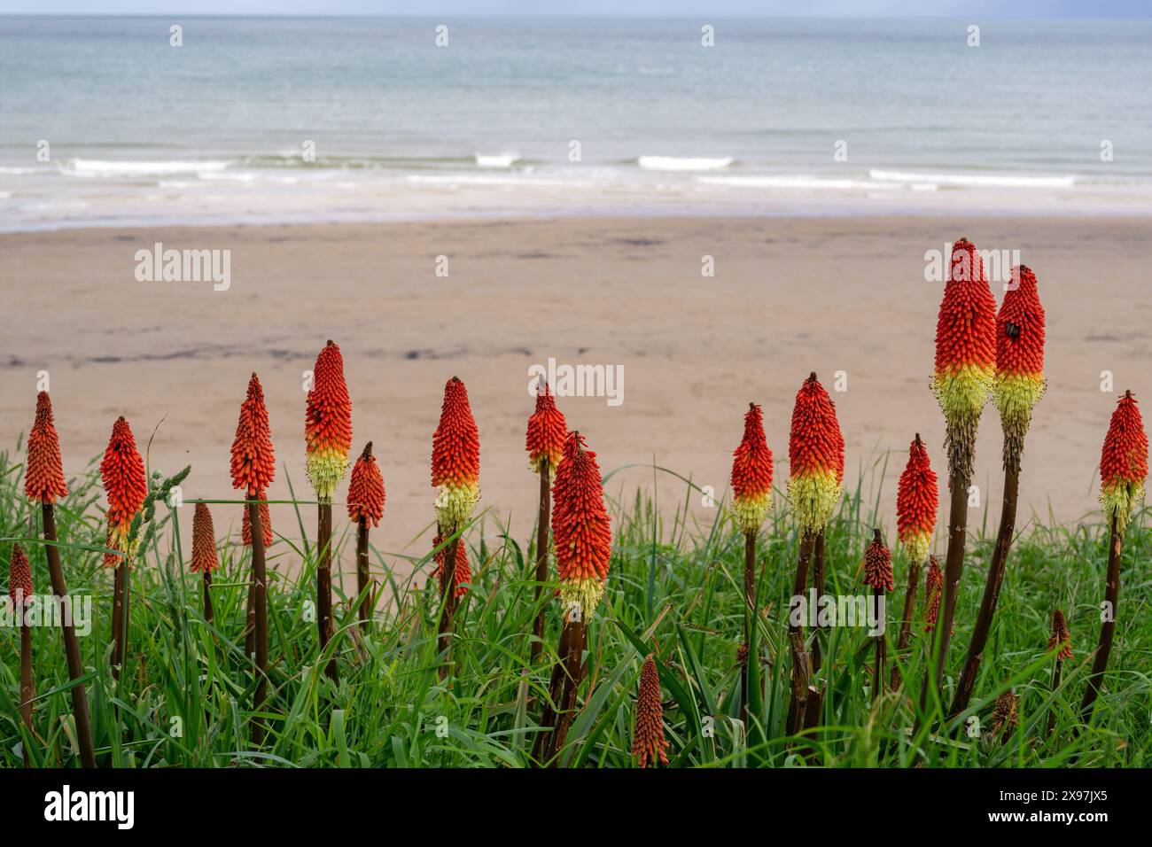Red Hot Poker oder Kniphofia, eine Art Blume, auf grasbewachsenen Dünen mit Blick auf den Strand und das Meer. Sommerferienkonzept. Stockfoto