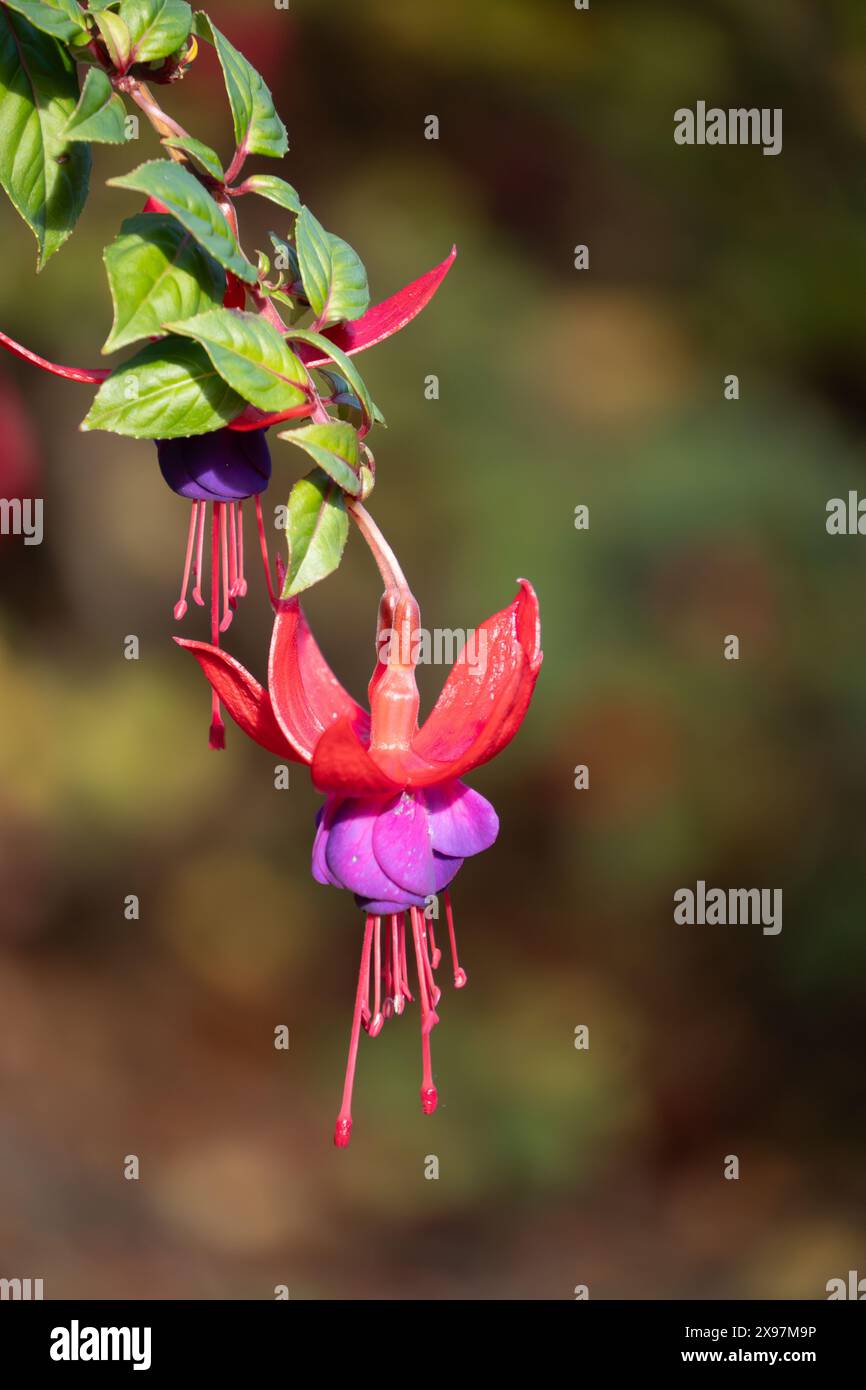 Einzelne Fuchsia-Blüte im Fokus, mit zweiter Blüte im Hintergrund. Fuchsien sind halbfeste Stauden und häufig in Ziergärten. Stockfoto