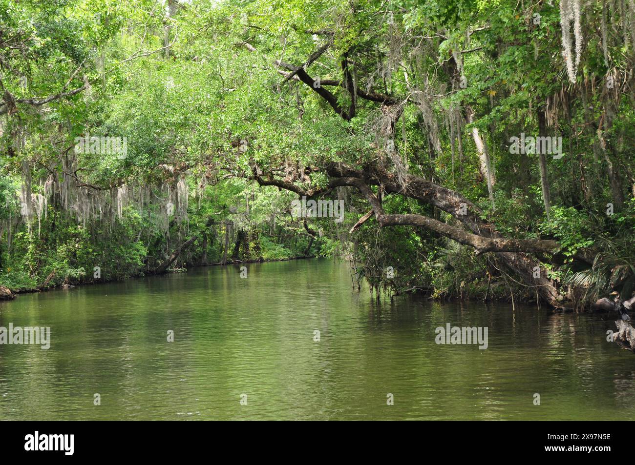 Segeln Sie auf dem Mount Doral Canal durch das natürliche alte Florida unberührte und ruhige an einem sonnigen Frühlingstag und beobachten Sie das spanische Moos, das von Bäumen hängt Stockfoto