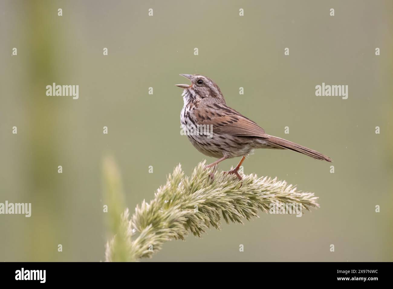 Der selbstbewusste White Crowned Sparrow neigt den Kopf nach hinten und singt das glücklichste aller Lieder, während er auf dem Wildblumenstamm sitzt. Stockfoto