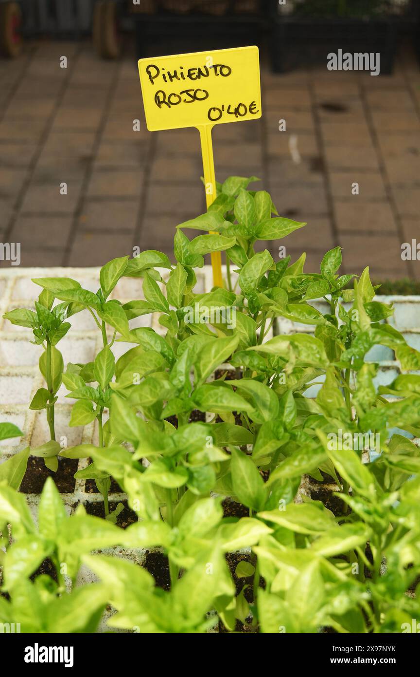 Rote Pfefferpflanzen mit grünen Blättern in einem weißen Tablett mit Erde. Es gibt ein gelbes Etikett mit dem Text Red Pepper 0,40 , das den Typ des pla angibt Stockfoto