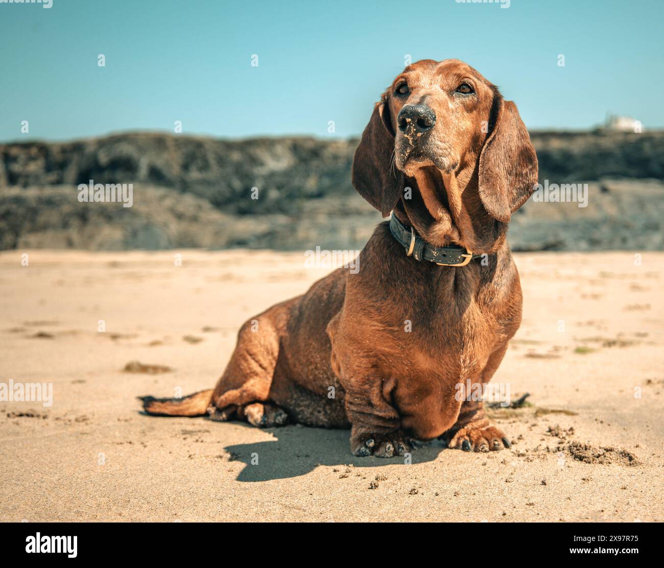 Niedlicher Standard-Dackelhund mit sandiger Nase am Strand in der Sonne im Urlaub im Sommer, blauer Himmel und Sonne, Cornwall, Großbritannien Stockfoto