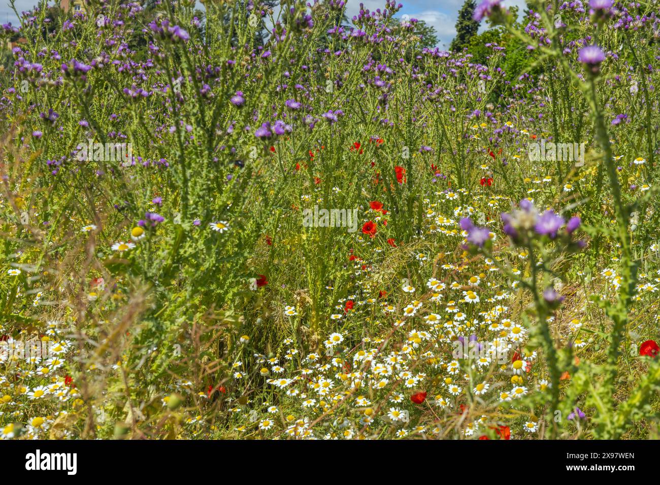 Gänseblümchen mehrjährige krautige Pflanze, gelegentlich mit kleinen, glabreszierenden oder locker pubertierenden Rhizomen und Obovatspatulenblättern Stockfoto
