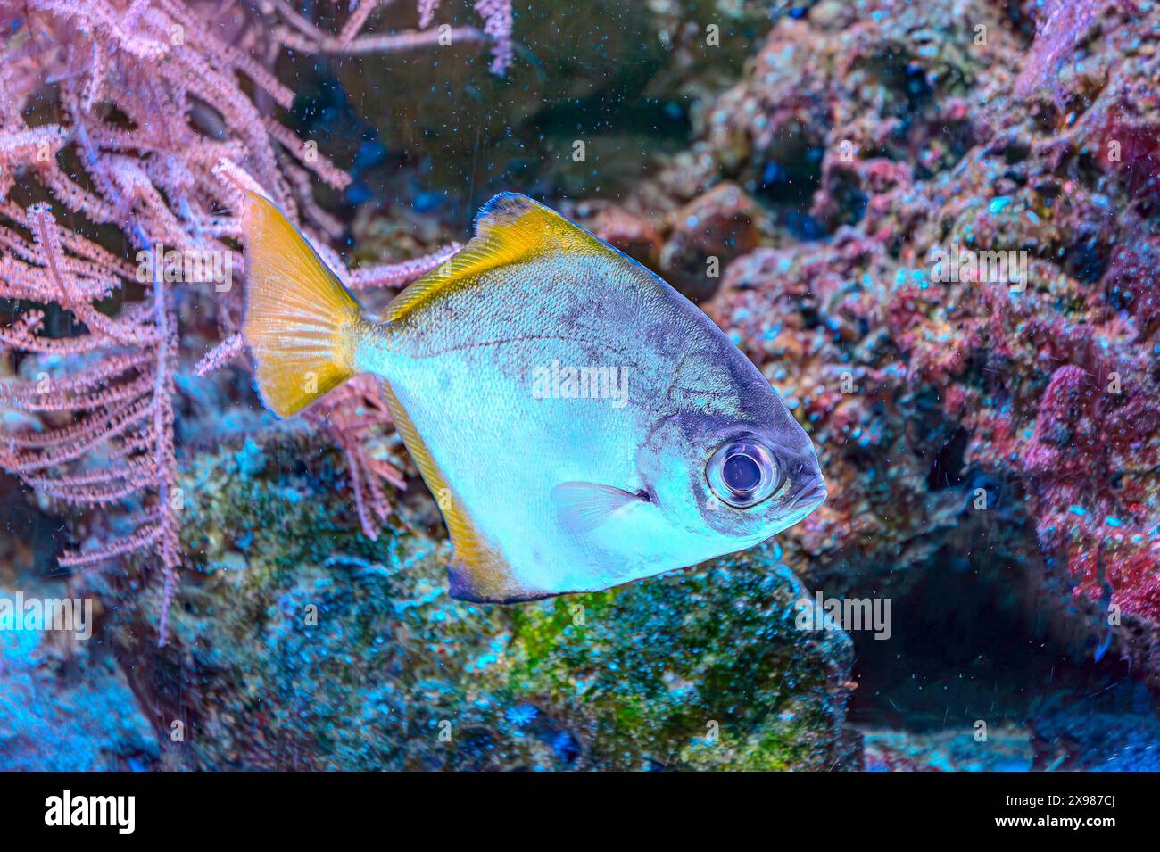 Farbenfrohe Engel schwimmen anmutig in einem lebendigen Korallenriff. Stockfoto