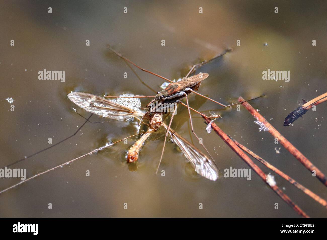 Ein Paar Common Water Strider oder Aquarius Remigis, die sich auf einer Kranfliege am Cyress Trail in Payson, Arizona, ernähren. Stockfoto