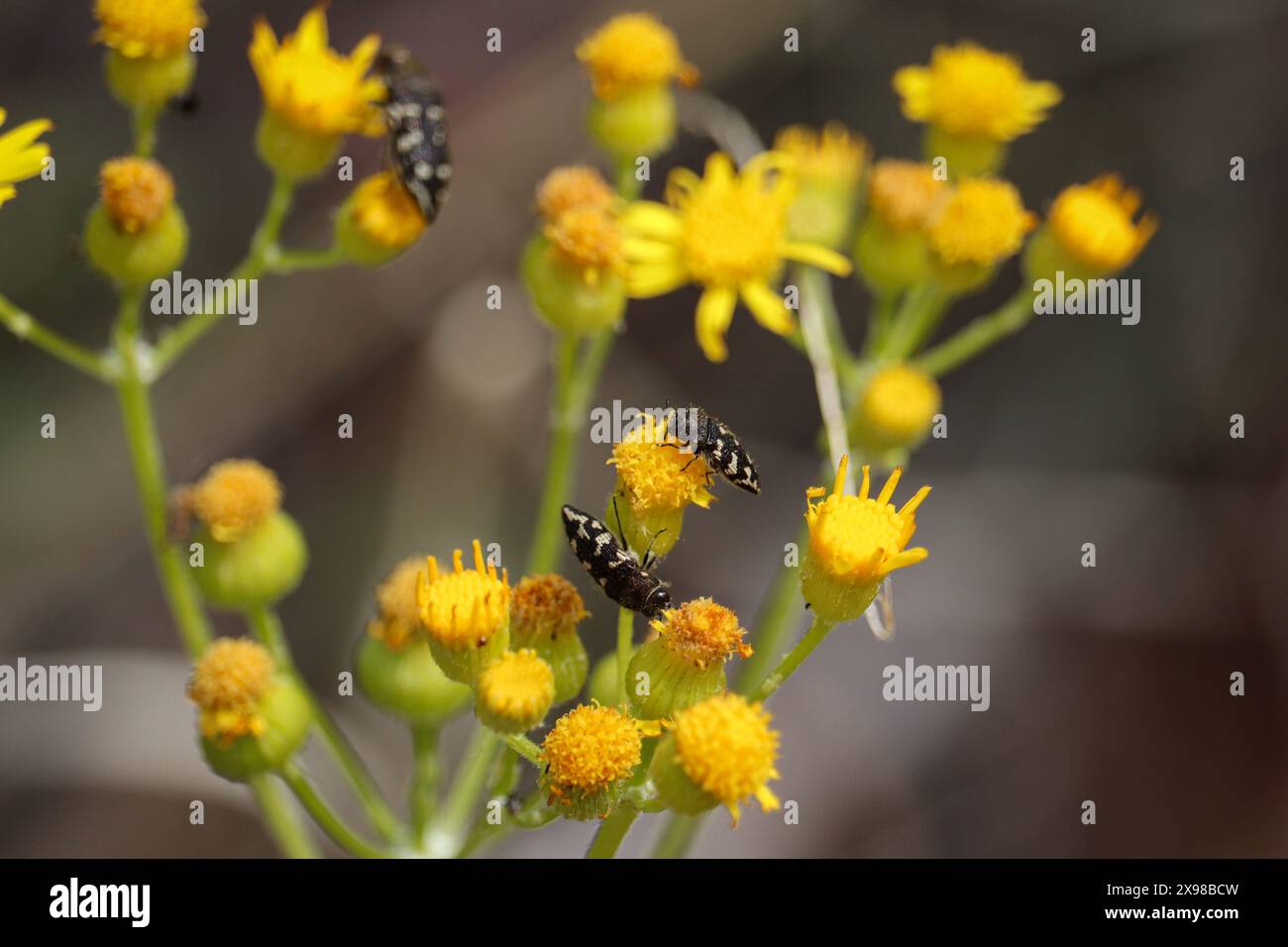 Nahaufnahme einiger Groundsel-Blumen mit langweiligen Metallkäfern auf dem Cypress Trail in Payson, Arizona. Stockfoto