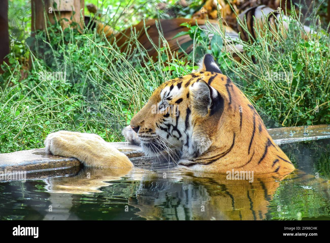 Tiger im Zoologischen Park Arignar Anna Stockfoto