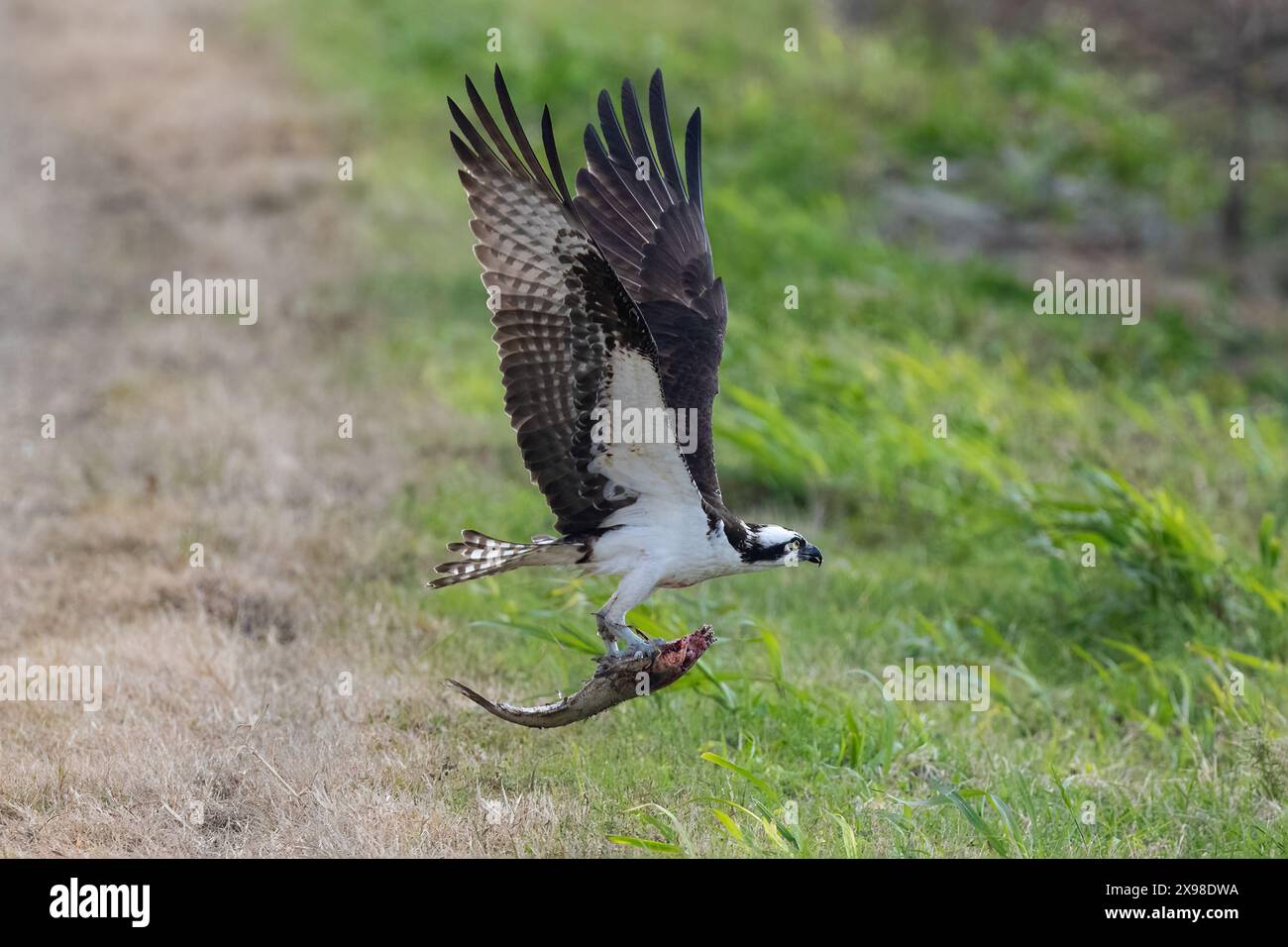 Osprey (Pandion haliaetus) im Flug mit Fisch in den Krallen. Grüne Pflanzen im Hintergrund. Orlando, Florida. Stockfoto