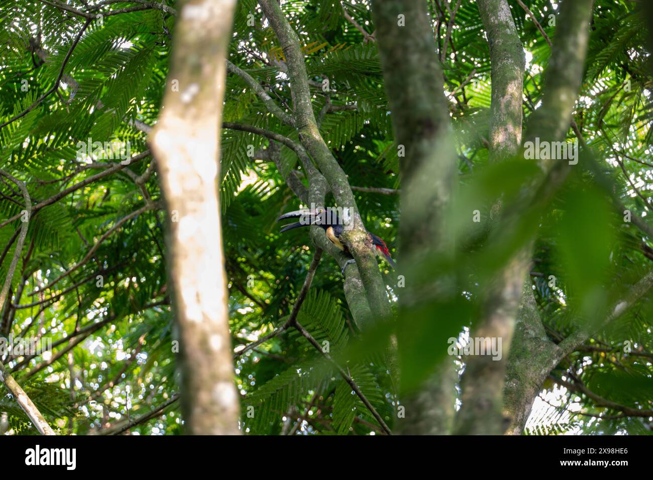 Farbenfroher, feuriger Aracari-Tukan in einem Dschungel Costa Ricas Stockfoto