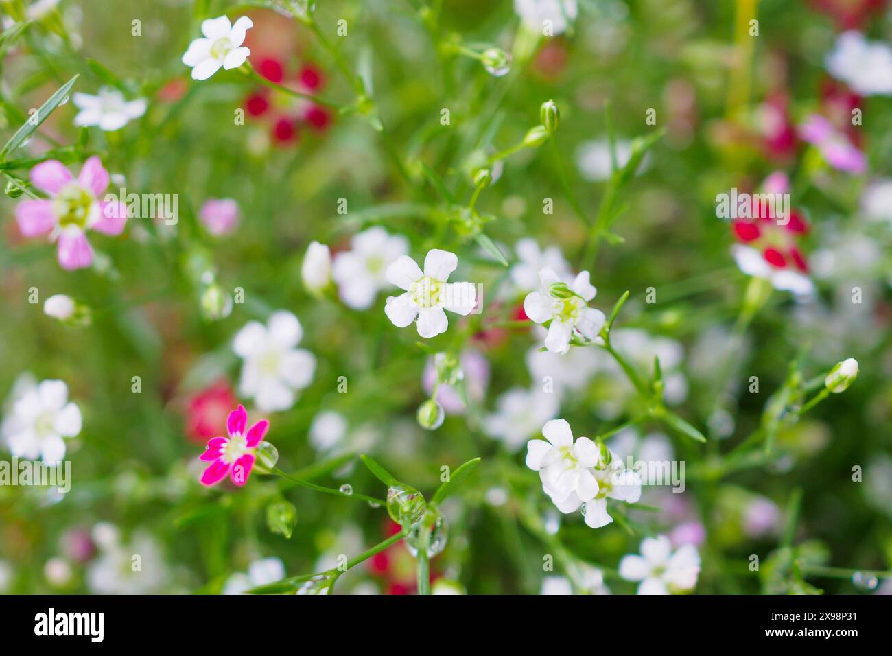 Schöne Babysbreath gypsophila blüht auf grüner Wiese mit Wassertropfen Stockfoto