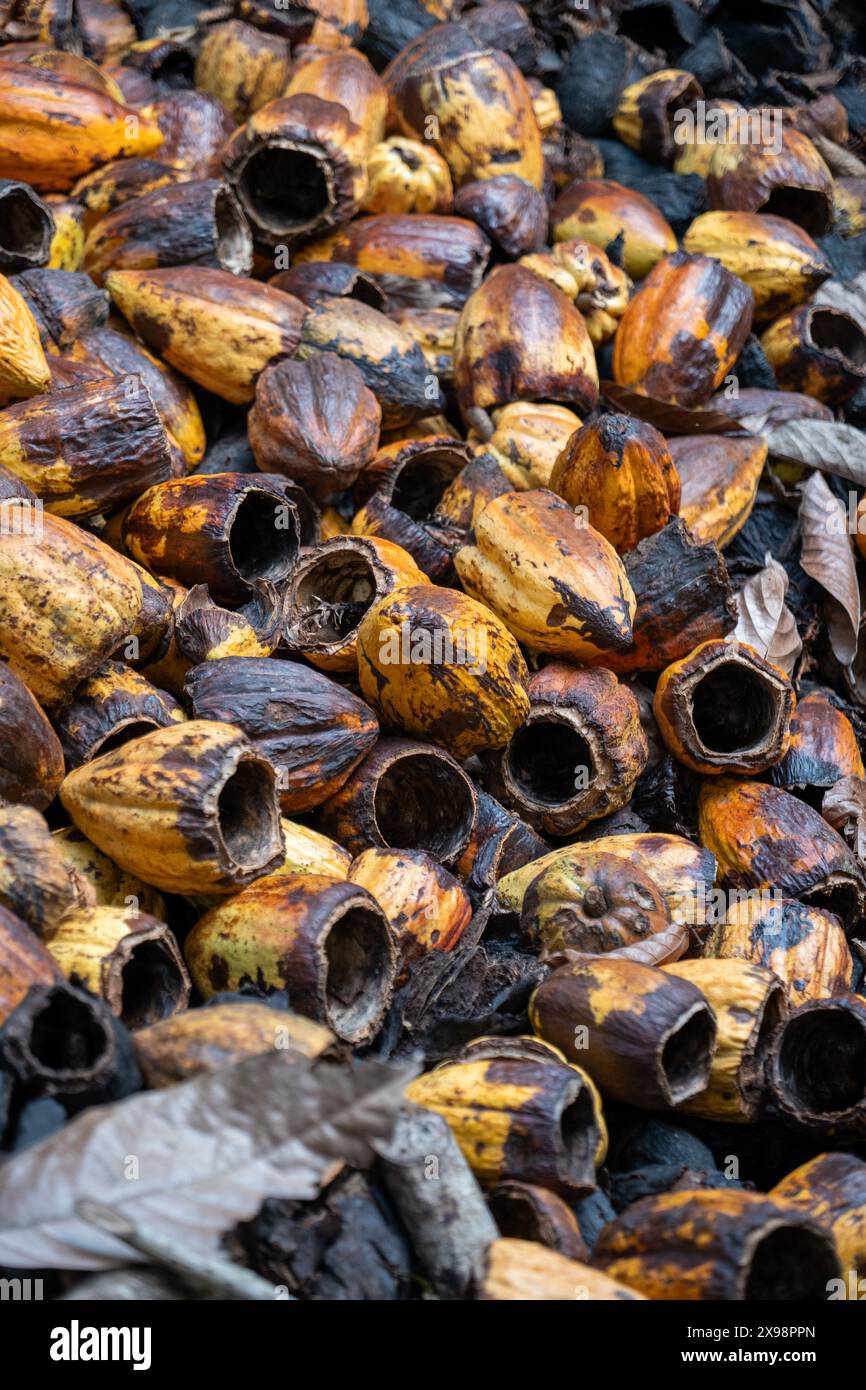 Verworfene Kakaoschalen auf einer Farm Stockfoto